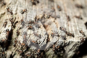 Ant hill photo