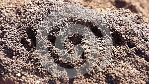Ant hill ants run about their business insects