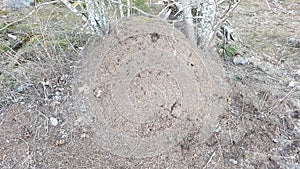 Red Ant Hill