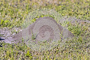 Ant Hill, Mound