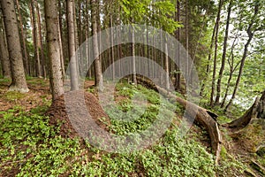 Ant hill in summer wood.