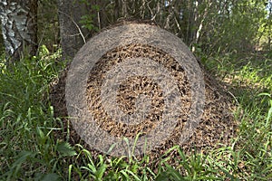 Ant hill under a tree in a forest