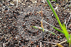 Ant hills made by meadow ants, close up