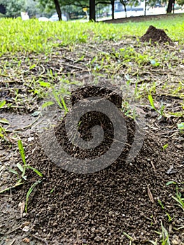 Ant Hills in San Pedro Garza Garcia, Mexico