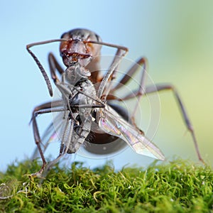 Ant holding dead midge, focused on midge