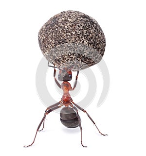Ant holding heavy stone