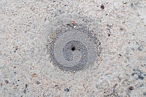 Ant hole in gray sandy soil