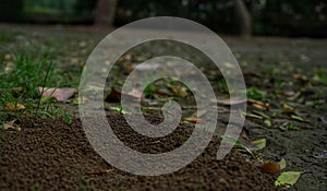 Ant hole soil working soil leaves