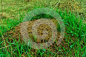 Ant house in the forest. An anthill in a clearing around the grass.the natural habitat.