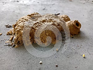 ant house made of hardened soil isolated on micro background