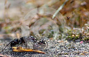 ant image, photo Formicidae Latreille, 1809 is a large family of hymenoptera insects, commonly known by the generic name of ants