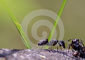 ant image, photo Formicidae Latreille, 1809 is a large family of hymenoptera insects, commonly known by the generic name of ants