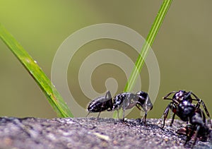 ant image, photo Formicidae Latreille, 1809 is a large family of hymenoptera insects, commonly known by the generic name of ants