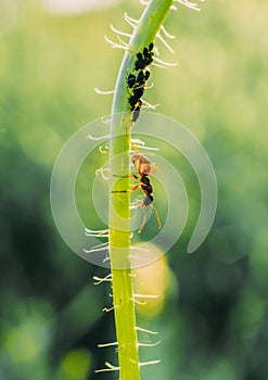 Ant incest sitting on the green plant