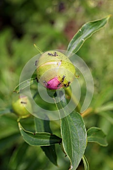 Ant Infestation Covering Peony Flower Buds in Spring