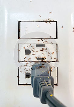 Ant Infestation In Electrical Outlet