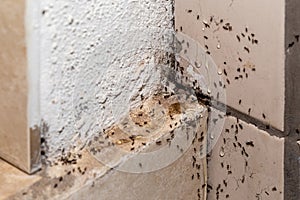 ant infestation, hole and crack in the wall with insects, need for detection, domestic problems