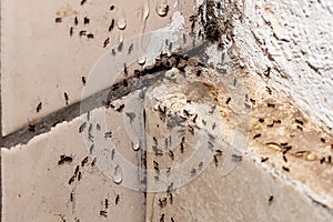 ant infestation, hole and crack in the wall with insects, need for detection, domestic problems