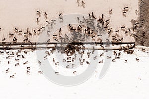 ant infestation, hole and crack in the wall with insects, need for detection, domestic problems