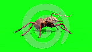 Ant insect attack and die front green screen 3D rendering animation