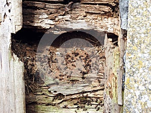 Pismire animals living in old wall, Lithuania photo