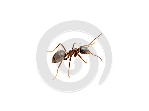 Ant Insect Macro Isolated on White