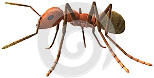 Ant Insect Pest Illustration Isolated