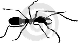 Ant insect silhouette