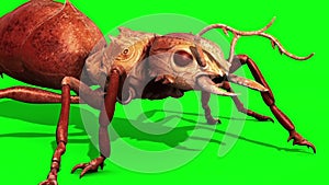 Ant Insect Walkcycle Green Screen 3D Rendering Animation