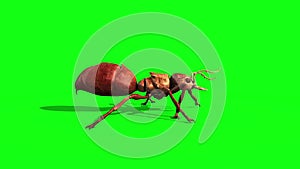 Ant Insect Walkcycle Side Green Screen 3D Rendering Animation
