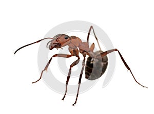 Ant isolated