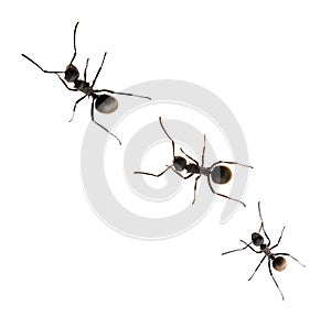 Ant isolated on white