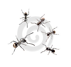 Ant isolated on white