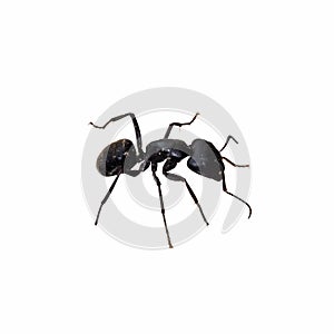 Ant isolated on white