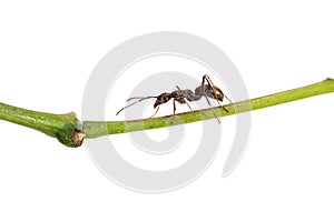 Ant isolated on white