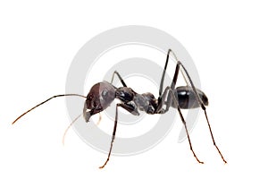 Ant isolated on white