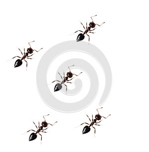 Ant isolated on white background