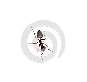 Ant isolated on white background