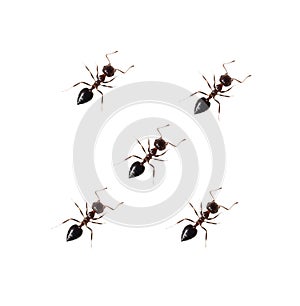 Ant isolated on white background