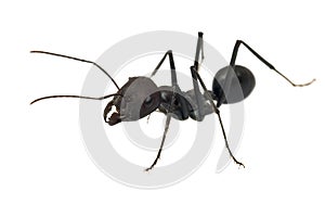 Ant isolated on white background