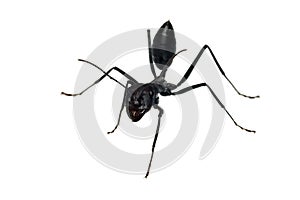 Ant isolated on white background