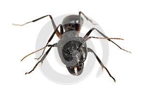 Ant isolated on white background