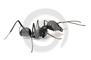 Ant isolated on white background