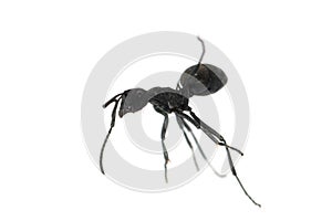 Ant isolated on white background