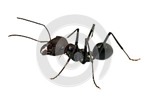 Ant isolated on white background