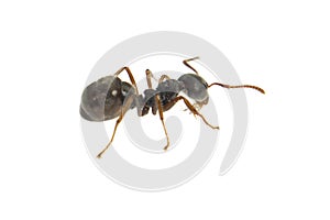 Ant isolated on white.Formica rufa