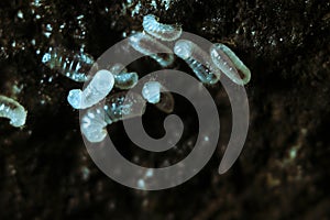 Ant larvae in underground chamber