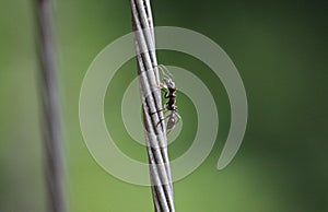 Ant Latin Formicidae with a drop of water on a vertical braided aluminum wire on a green background. Animals, insects