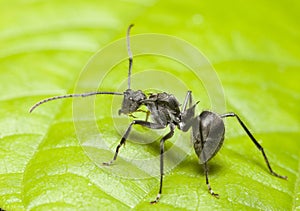 Ant on a leaf