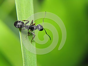 Ant on leaf